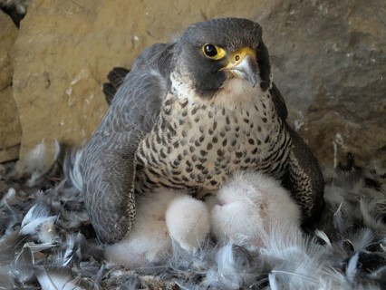 Peregrine Falcon (Falco peregrinus)