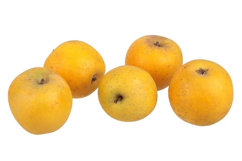 Apple variety Ananas Reinette
