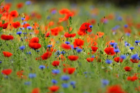 Flower meadow with Common Poppies (Papaver rhoeas) and Cornflowers (Centaurea cyanus)