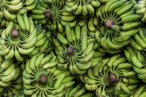 Banana stalks