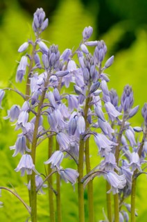 Spanish bluebell (Hyacinthoides hispanica) cultivar