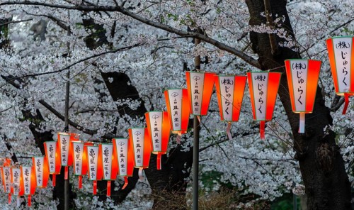 Luminous lanterns with Japanese characters hang on blossoming cherry trees