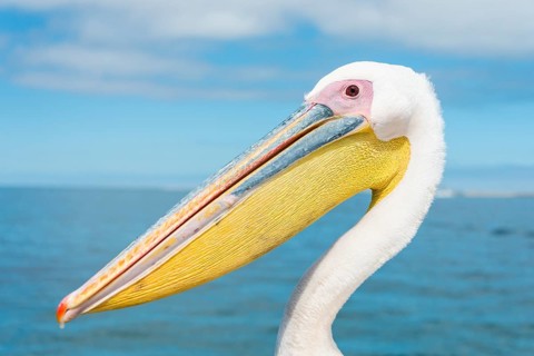 Great White Pelican (Pelecanus onocrotalus)
