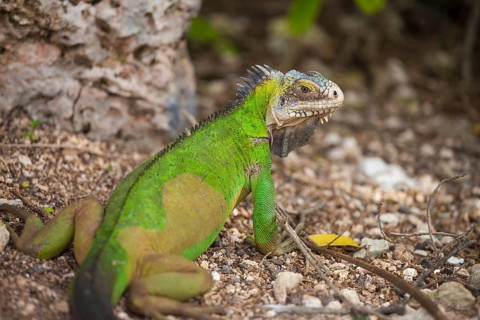 West Indian Iguana (Iguana delicatissima)