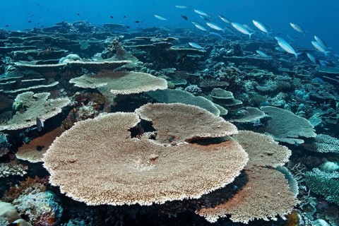 Reef flat with Acropora table coral (Acropora hyacinthus)