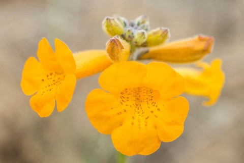 Flower of a Argylia radiata