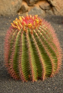 Cactus Ferocactus stainesii var. pilosus (Ferocactus stainesii var. pilosus)