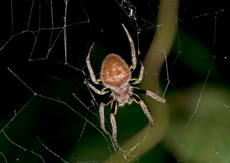 Orb weaver (Eriophora ravilla)