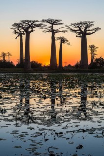 Baobab trees (Adansonia grandidieri) reflecting in the water at sunset