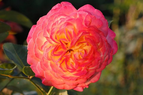 Orange-yellow Floribunda Rose (Rosa sp.)