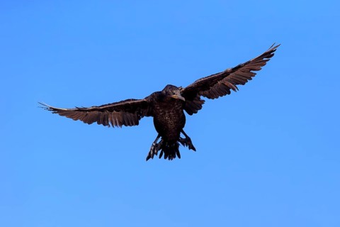 Cape Cormorant or Cape Shag (Phalacrocorax capensis)