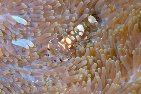 Glass Anemone Shrimp (Periclimenes brevicarpalis)