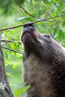 Brown bear (Ursus arctos)
