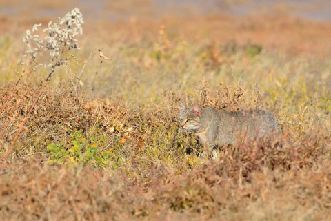 African Wildcat (Felis silvestris lybica)