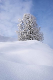 Snow covered trees
