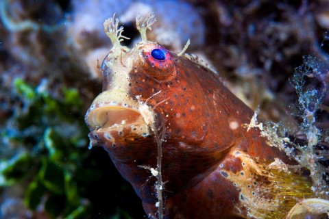 Obscure Blenny (Salarias obscurus)