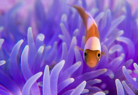 Young Saddleback Clownfish (Amphiprion polymnus)