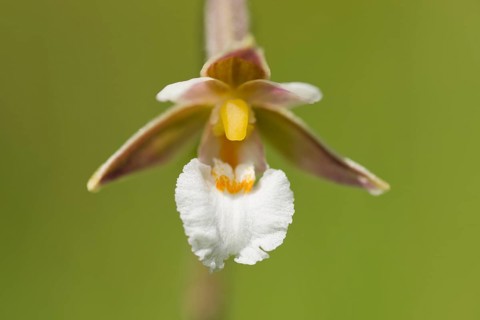 Marsh Helleborine (Epipactis palustris)