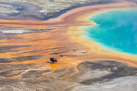 Bison crossing the sinter crust of Grand Prismatic Spring