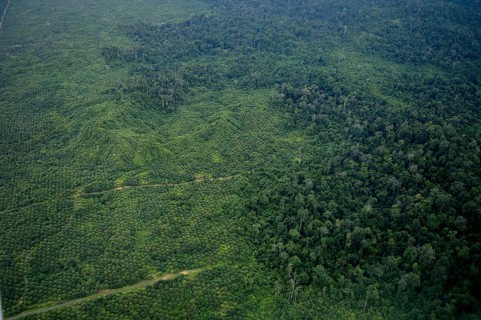 Plantation of oil palms (Elaeis guineensis) for the production of palm oil in the rainforest