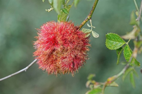 Gall of the Gall Wasp (Diplolepis rosae) on a wild rose bush