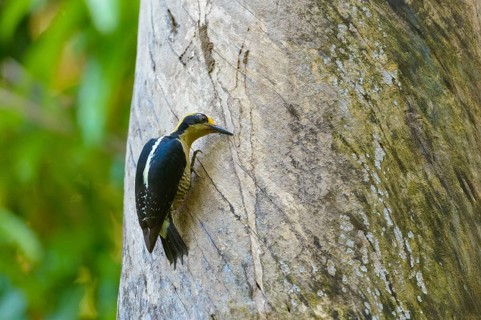 Golden-naped Woodpecker (Melanerpes chrysauchen) working on a tree