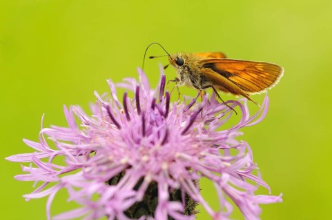Large Skipper (Ochlodes sylvanus) feeding on nectar from a flower