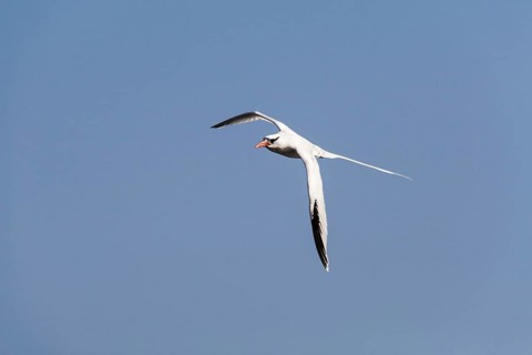 Red-billed Tropic Bird (Phaethon aethereus)
