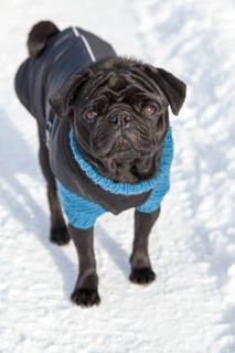 Black Pug in sweater and coat in the snow