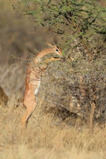 Gerenuk (Litocranius walleri)