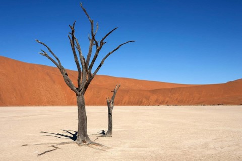 Dead Camel thorn trees (Vachellia erioloba)