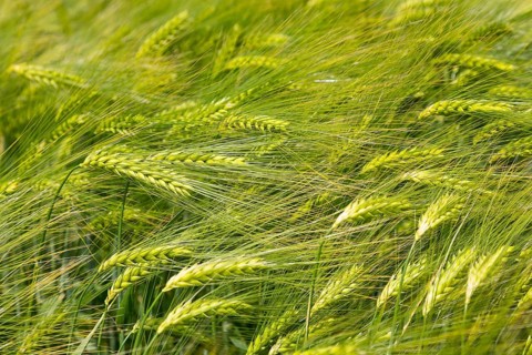 Barley (Hordeum vulgare)