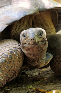 Aldabra Giant Tortoise (Aldabrachelys gigantea)