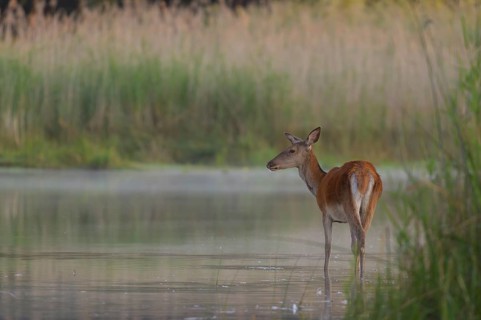 Red deer cow (Cervus elaphus)