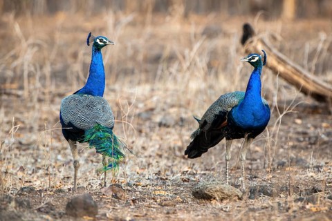Indian Peafowl (Pavo cristatus)