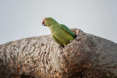 Rose-ringed parakeet (Psittacula krameri manillensis) in a tree-hole
