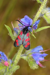 Six-spot Burnet (Zygaena filipendulae