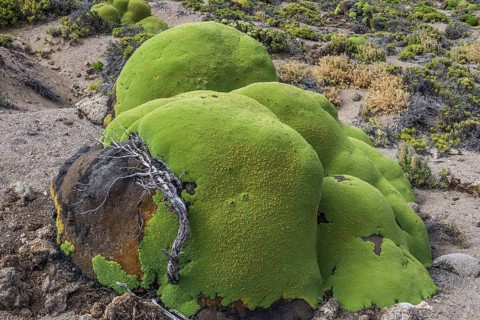 Yareta or Llareta cushion plant (Azorella compacta) growing on the slopes of the Taapaca volcano