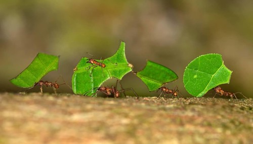 Leafcutter Ants (Atta cephalotes)
