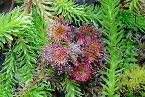Bog Clubmoss (Lycopodiella inundata) and Round-leafed Sundew (Drosera rotundifolia)