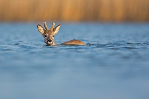 Roe Deer (Capreolus capreolus)