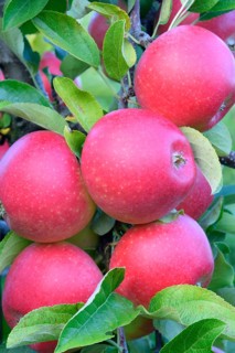 Red apples