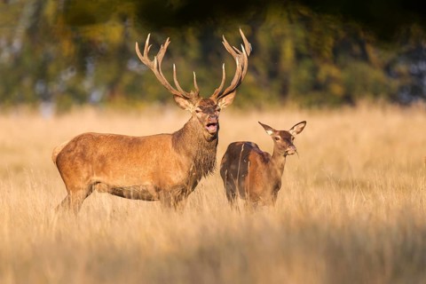 Red Deer (Cervus elaphus)
