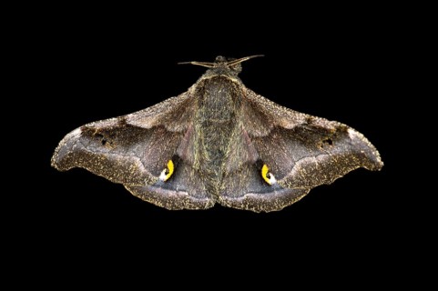 Ludia moth species (Ludia delegorguei)