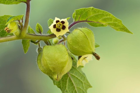 Strawberry groundcherry (Physalis pruinosa)