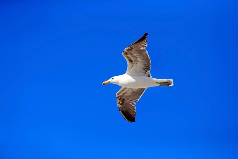 Kelp Gull (Larus dominicanus)