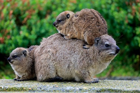 Rock Hyrax (Procavia capensis)