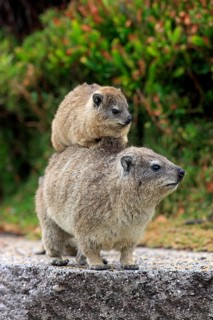 Rock Hyrax (Procavia capensis)
