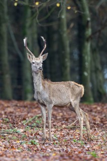 Red Deer (Cervus elaphus)