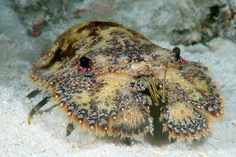 Slipper Lobster or Sculptured Mitten Lobster (Parribacus antarcticus)